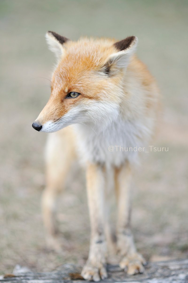 Jules Thefoxjulia Twitter