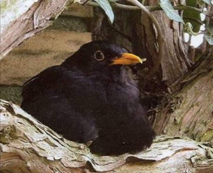 ve_orman's tweet photo. Kutsal Ağaç #Zeytin in Kutsal Kuşu #Karatavuk.... Kursağından geçen tohumlar zeytin ağacı olarak hayat buluyor ve hayat oluyor... https://t.co/7Dm2CInKDa