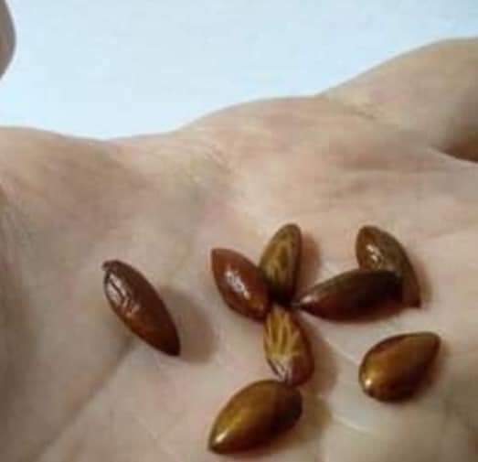 ve_orman's tweet photo. Kutsal Ağaç #Zeytin in Kutsal Kuşu #Karatavuk.... Kursağından geçen tohumlar zeytin ağacı olarak hayat buluyor ve hayat oluyor... https://t.co/7Dm2CInKDa