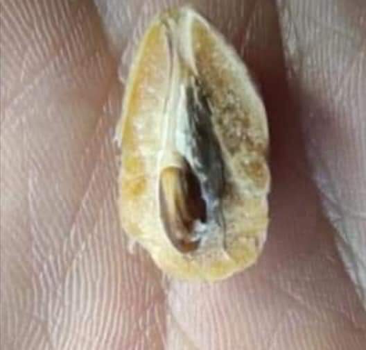 Kutsal Ağaç #Zeytin in Kutsal Kuşu #Karatavuk.... Kursağından geçen tohumlar zeytin ağacı olarak hayat buluyor ve hayat oluyor...