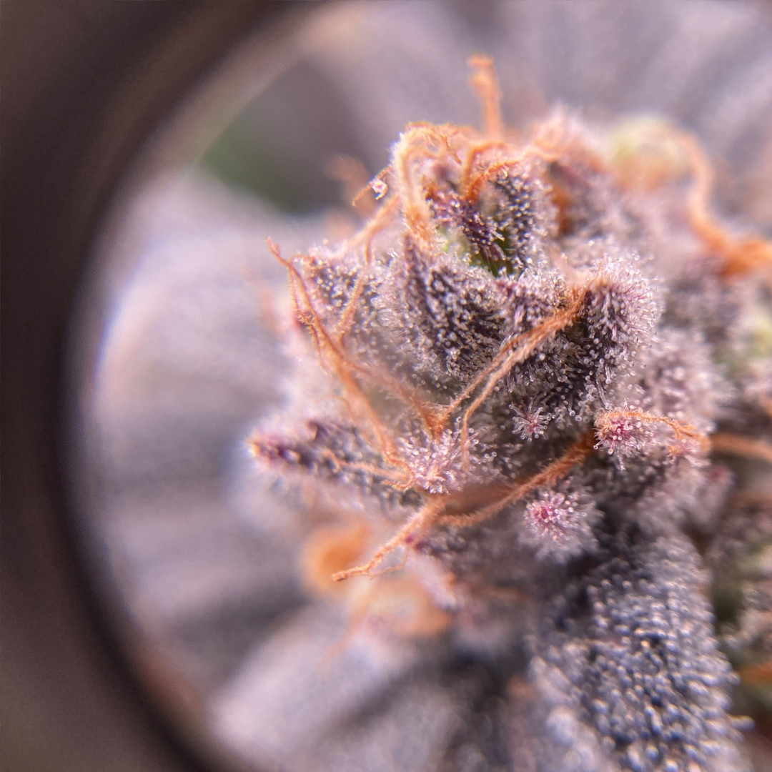 SWIPE ➡️ for a close-up POV of Green Cush in all it's finery!