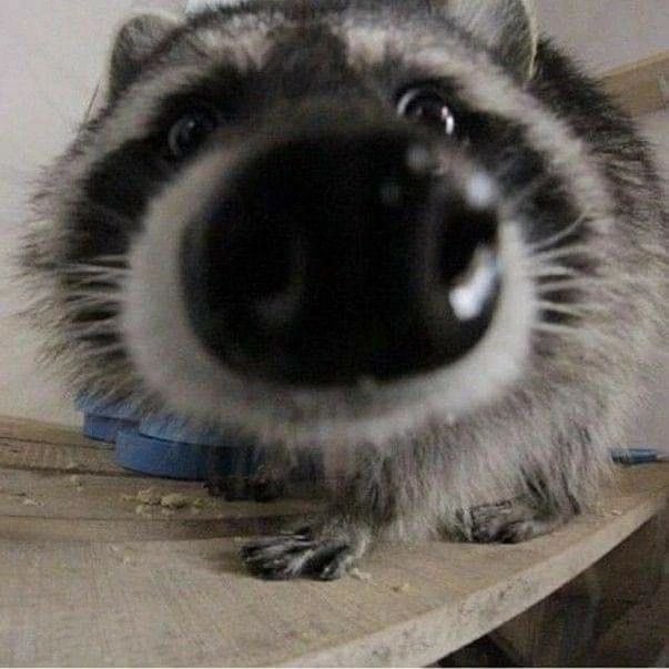 raccoon_luv's tweet photo. 코코코 https://t.co/eWq0aCNfgA