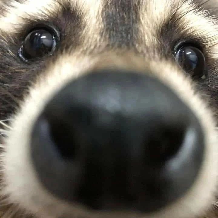 raccoon_luv's tweet photo. 코코코 https://t.co/eWq0aCNfgA