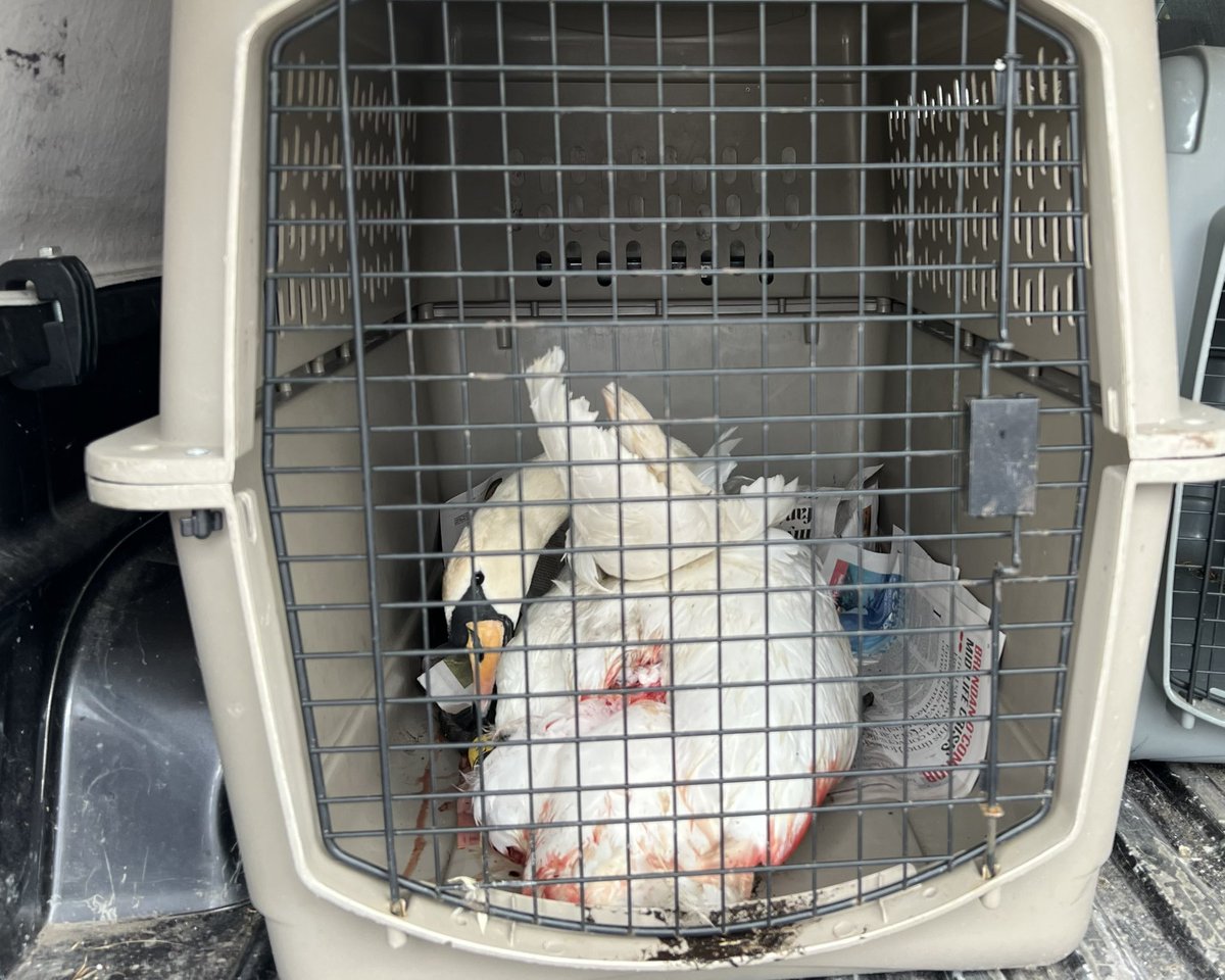 DublinSPCA's tweet photo. Unnecessary loss of 9 beautiful lives 😞 This poor swan found herself &amp; her 8 eggs in a life threatening situation when a dog off lead attacked her along the royal canal. She fought back as best she could to protect her eggs but sadly this story did not have a happy ending. https://t.co/lGUrVdG1yL