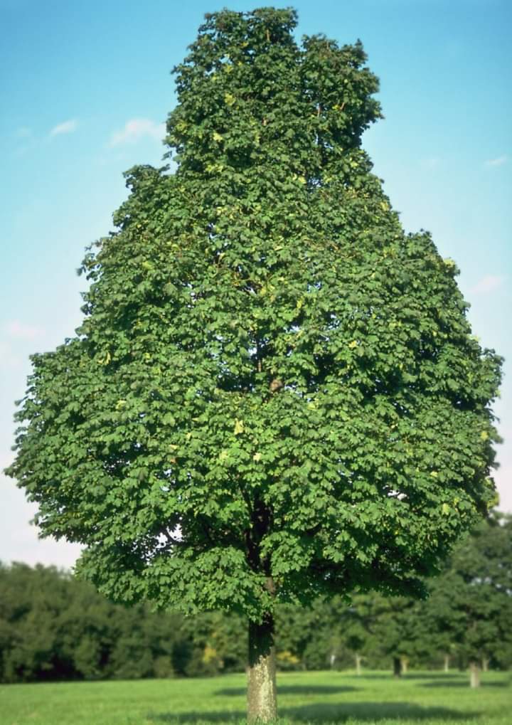 ve_orman's tweet photo. ÇINAR YAPRAKLI AKÇAAĞAÇ (Acer platanoides)
Gençlikte hızlı büyür. Sonraları büyüme yavaşlar. Maksimum 20-30 metre boy yapar. Rüzgara ve kirli hava şartlarına dayanıklıdır. https://t.co/3rH8wCe6hf