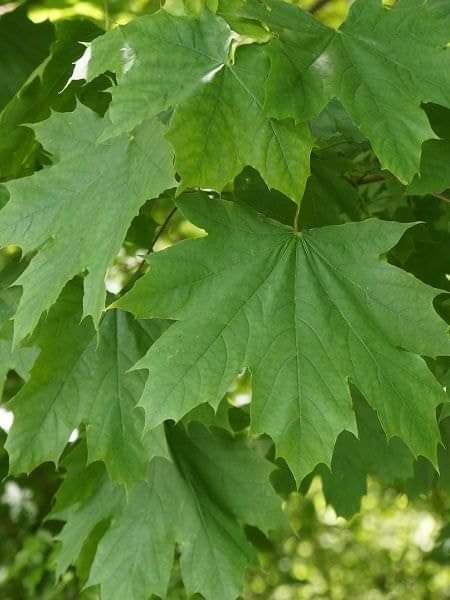 ÇINAR YAPRAKLI AKÇAAĞAÇ (Acer platanoides)
Gençlikte hızlı büyür. Sonraları büyüme yavaşlar. Maksimum 20-30 metre boy yapar. Rüzgara ve kirli hava şartlarına dayanıklıdır.