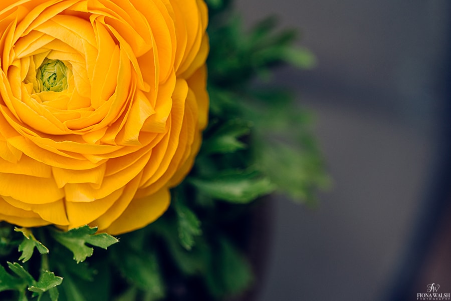 I love being a garden photographer, each photo is like doing a flower meditation!

p.s., are you going to #rhsmalvern? 👋 
Let me know, and i'll give you some images

#gardendesign #gardendesigner #gardenphotography ⁠#gardenphotographer <a href="/MalvernShows/">RHS Malvern Spring & Autumn Shows</a> #gardening #GardeningTwitter