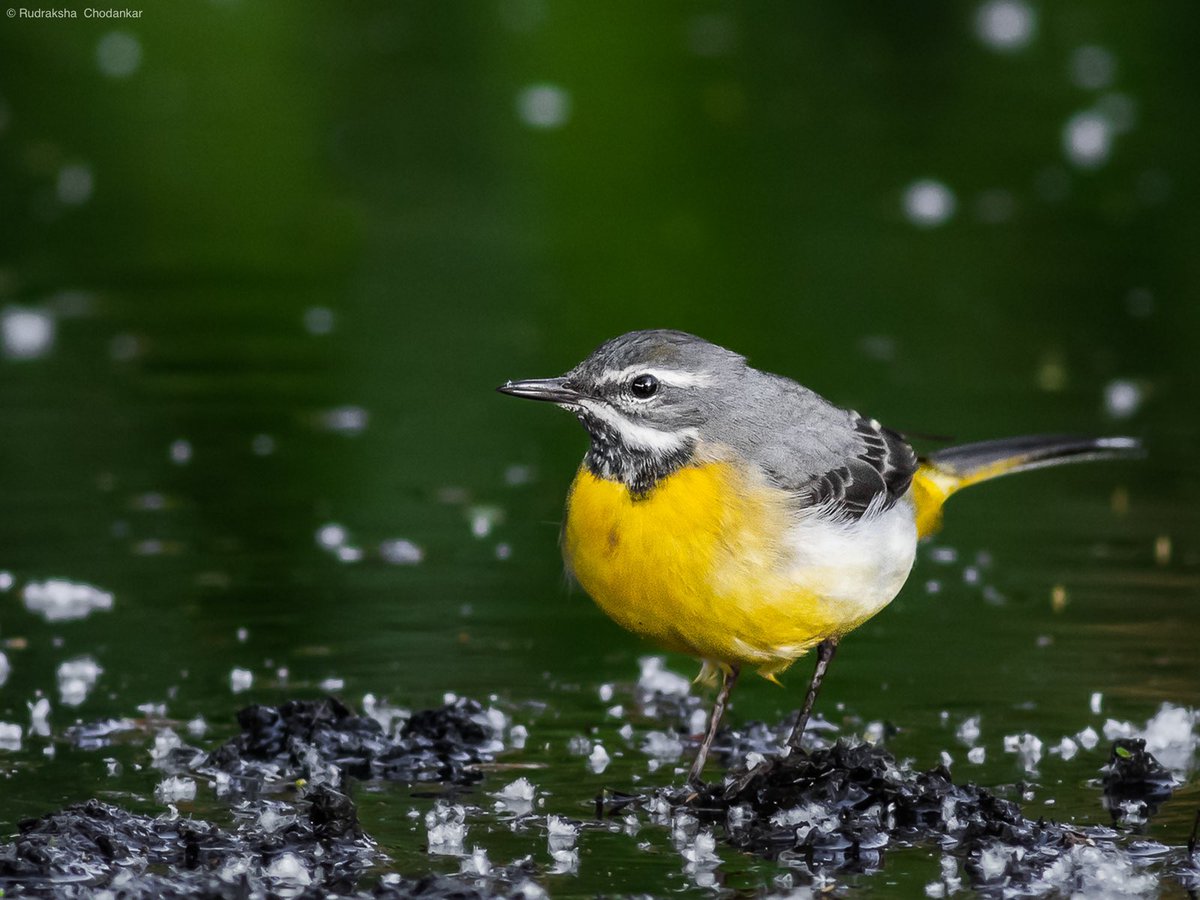 Grey Wagtail at Folly Pond, just outside Greenwich Park #greywagtail #londonbirds <a href="/theroyalparks/">The Royal Parks</a> <a href="/WildGreenwich/">Greenwich Wildlife</a>