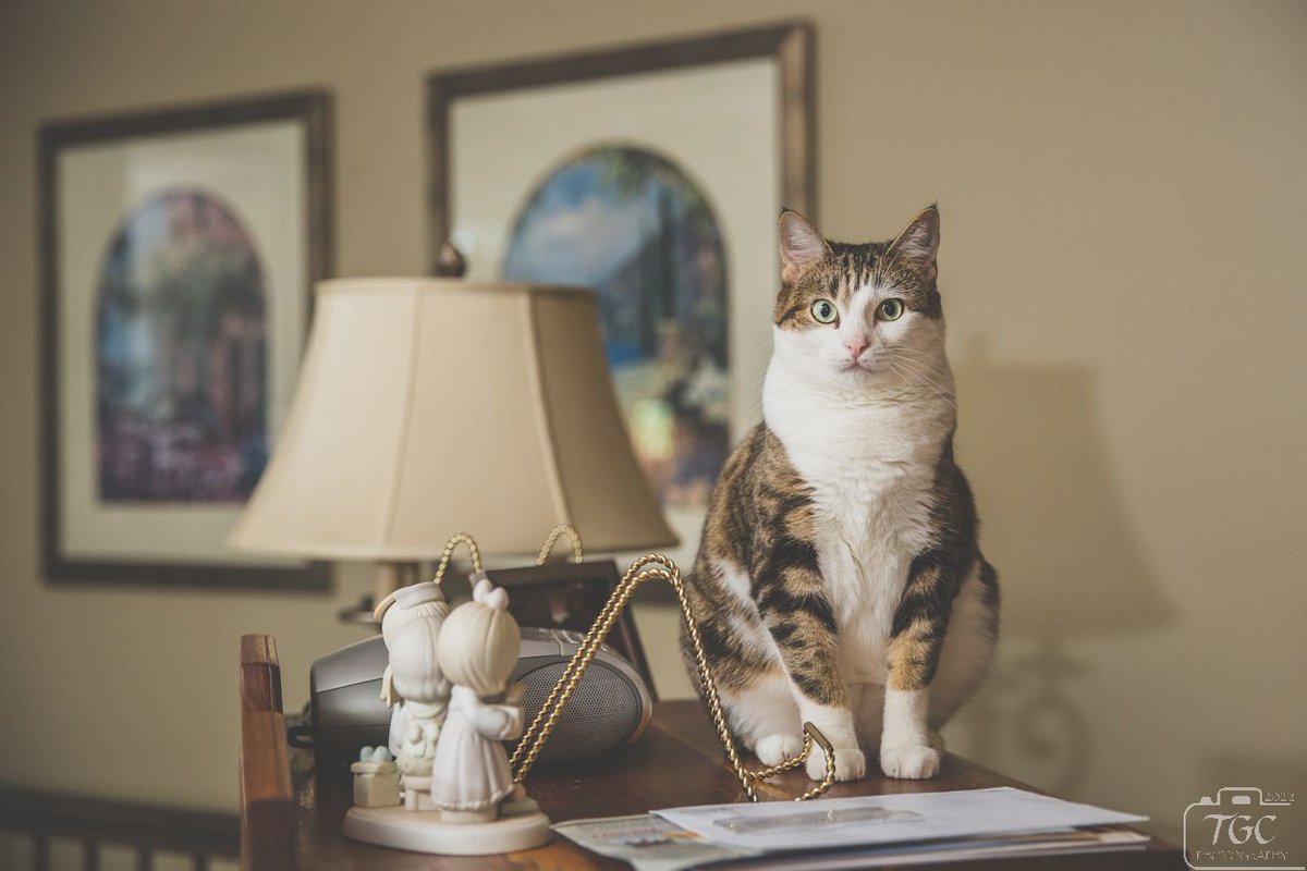 TGCPhoto's tweet image. Admit it - this is how most of us look each morning when facing the new day!

#CatLessons