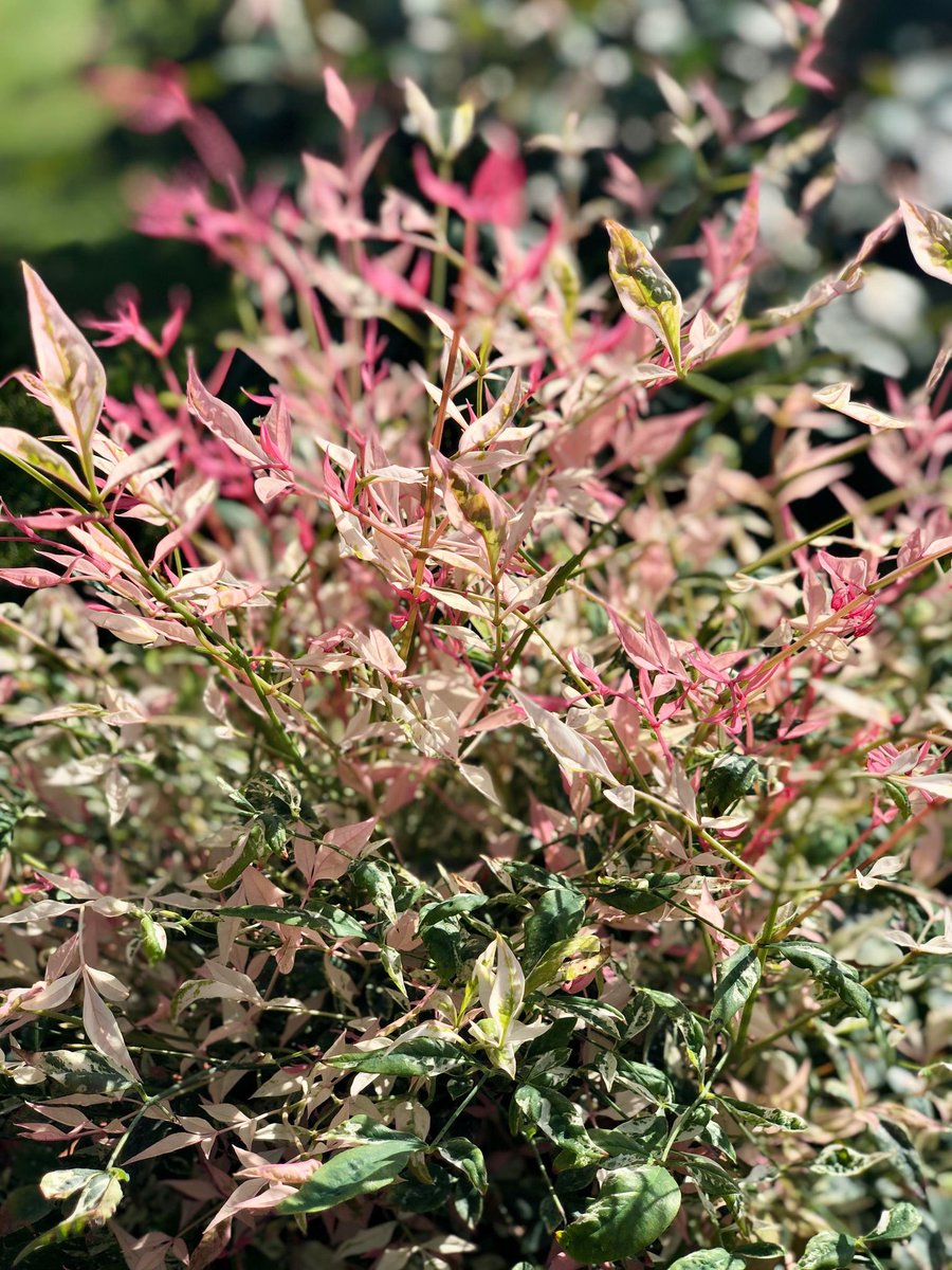 It's #NationalGardeningWeek! 10 days (gulp) 'til I go to London to build my first RHS Chelsea Flower Show garden. 🚚 🚗 🏡 Nandina domestica (Heavenly Bamboo) is coming with me - taking the 'Chelsea Challenge' in its stride. #RHSChelsea #chelseachallenge #worcestershirehour