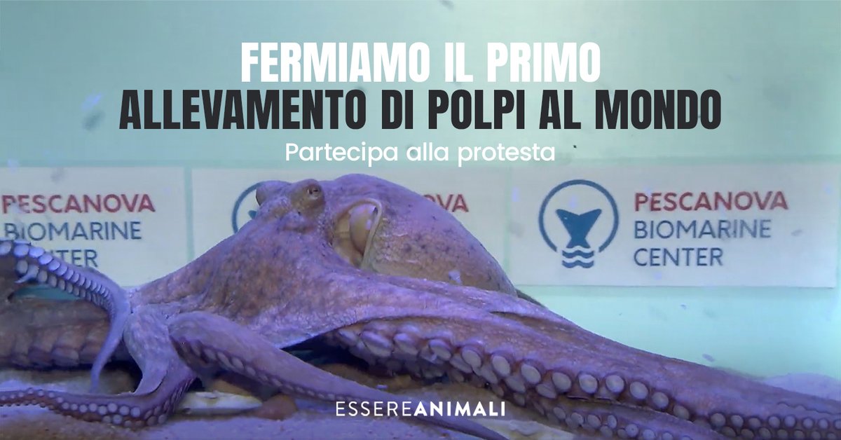 Essere Animali tweet media