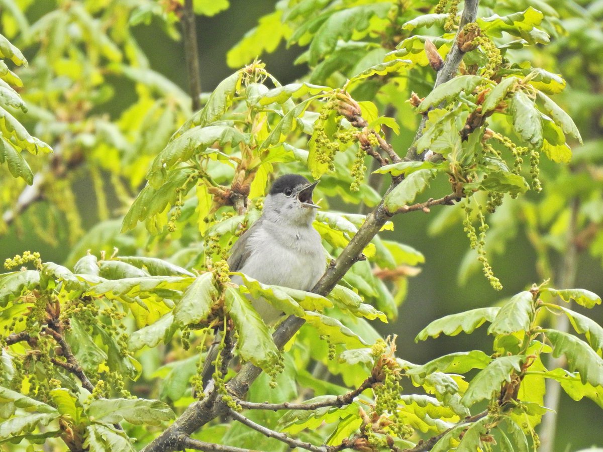 Well well well if it isn’t a new month. Here’s my fave pics from April: Egyptian goslings, jackdaw, crow, blackcap