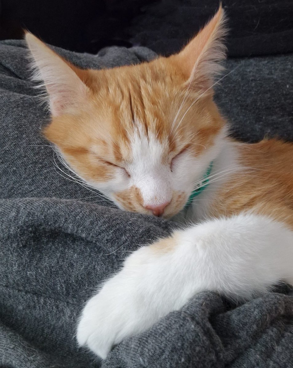 ButterflyK2020's tweet photo. Can’t put into words how much I love my baby boy 🥰🥰 https://t.co/uSdqbOq4SA