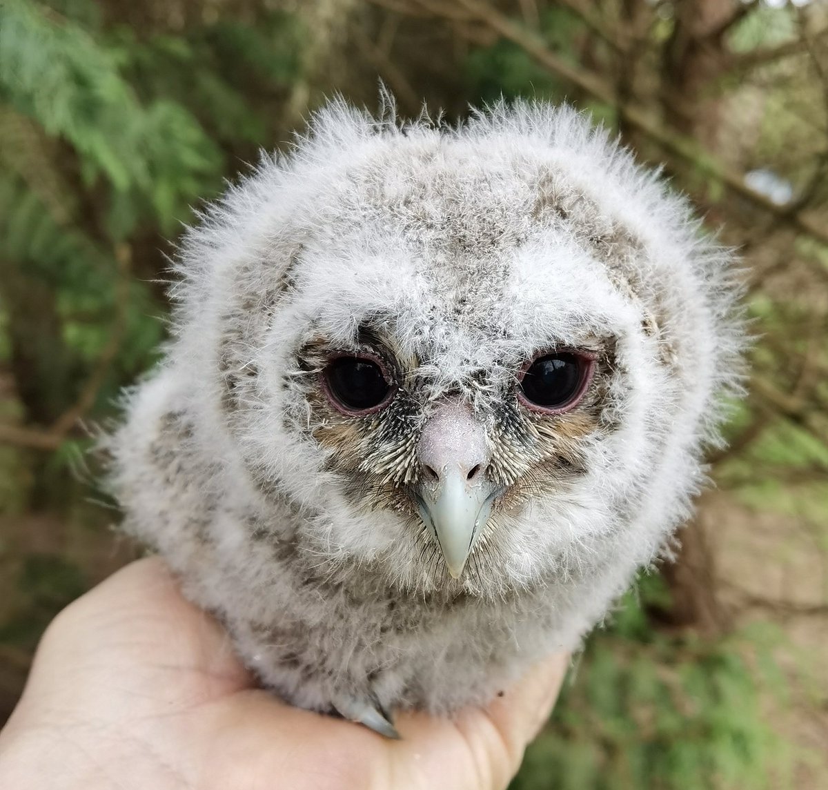 mattthesparrow's tweet image. First check of Tawny Owl boxes for the year. This is the second year in the row that this female has nested in this box. The nestling is one of the most beautiful owlets we have ever seen.
