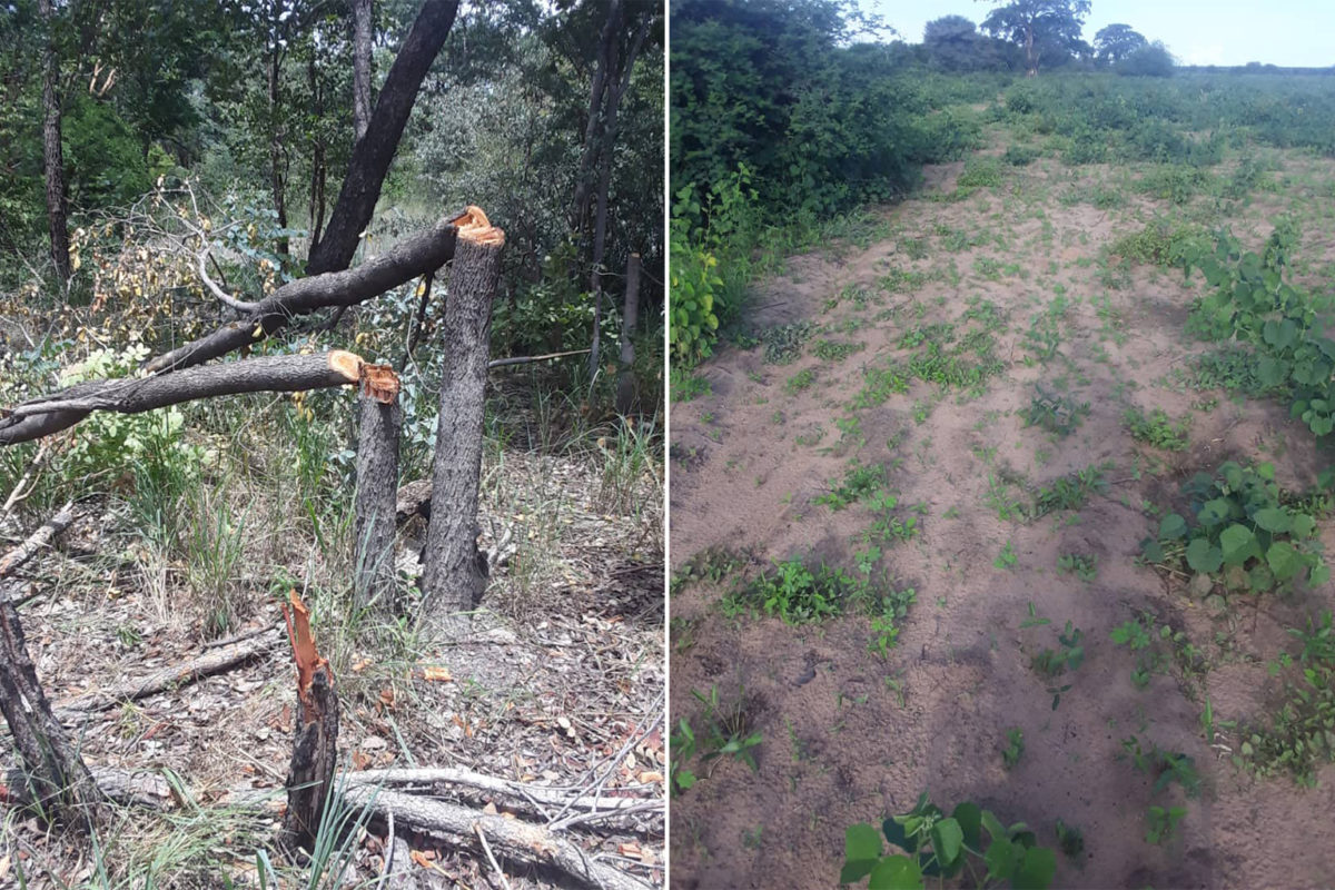 Re_ConAfrica's tweet photo. "Critics describe #ReconAfrica as adopting an act-first-ask-later approach: clearing land and conducting test drilling before securing land-use permits and local permissions, and using water and disposing of it before receiving water permits." #StopRecon https://t.co/KS54YFyVo2 https://t.co/axDABAQFWa