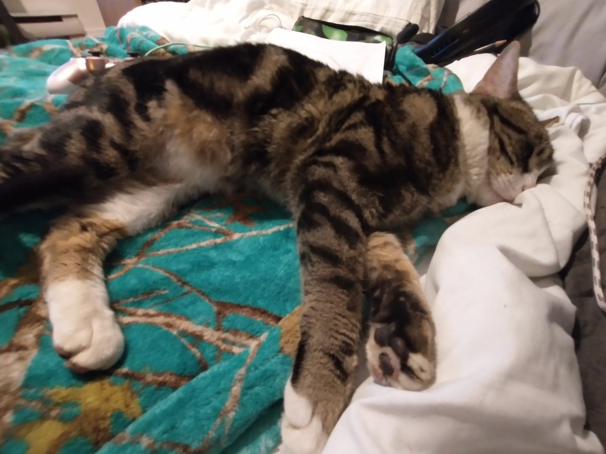 BrandiKCyr's tweet photo. #CatsOfTwitter #CatsofTwittter #cats #malecat #dudecat #indooroutdoorcat  #rescuecat #drawinginthebackground #cattag #trigger #Stellar #mischief #ilovecats #ilovedogstoo #animalsaregreat https://t.co/giCvV4veZl