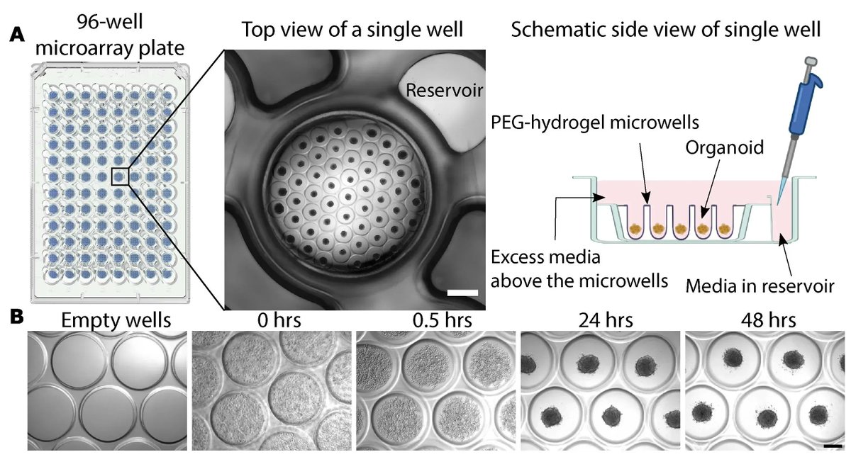 NEW: High Throughput Blood-brain Barrier Organoid Generation and Assessment of Receptor-Mediated Antibody Transcytosis   

Check out this scalable, consistent, and high-yielding  #neuroscience #protocol by <a href="/ekass11/">Elena Kass</a> <a href="/Robvillasr/">Roberto Villaseñor</a> et al. ✔️

bit.ly/3vx8fcR