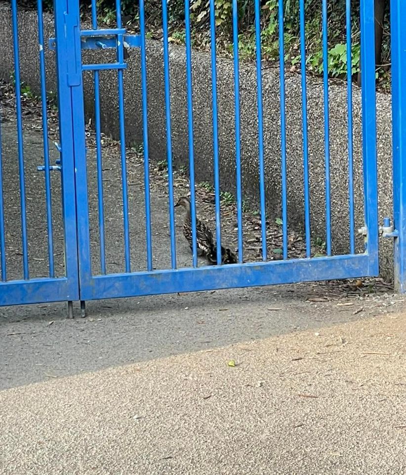 Last week we had some very unexpected visitors in the school playground! 🐣🦆🌼🥰