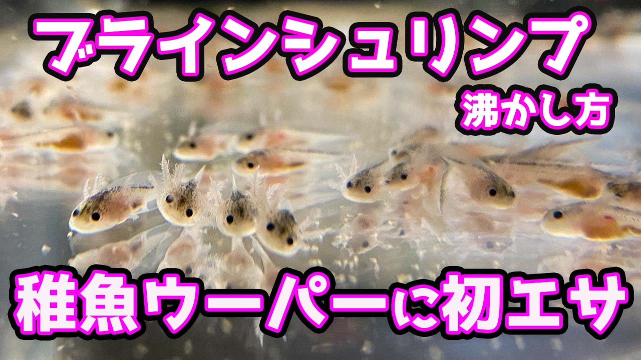 تويتر とんとんチャンネル على تويتر ブラインシュリンプの沸かし方と孵化したての稚魚に初ブライン T Co Abmbyxg6tp ブラインシュリンプの沸かし方と稚魚に初ご飯の巻きです 今後 稚魚は販売予定です ウーパールーパー ウーパールーパー飼育