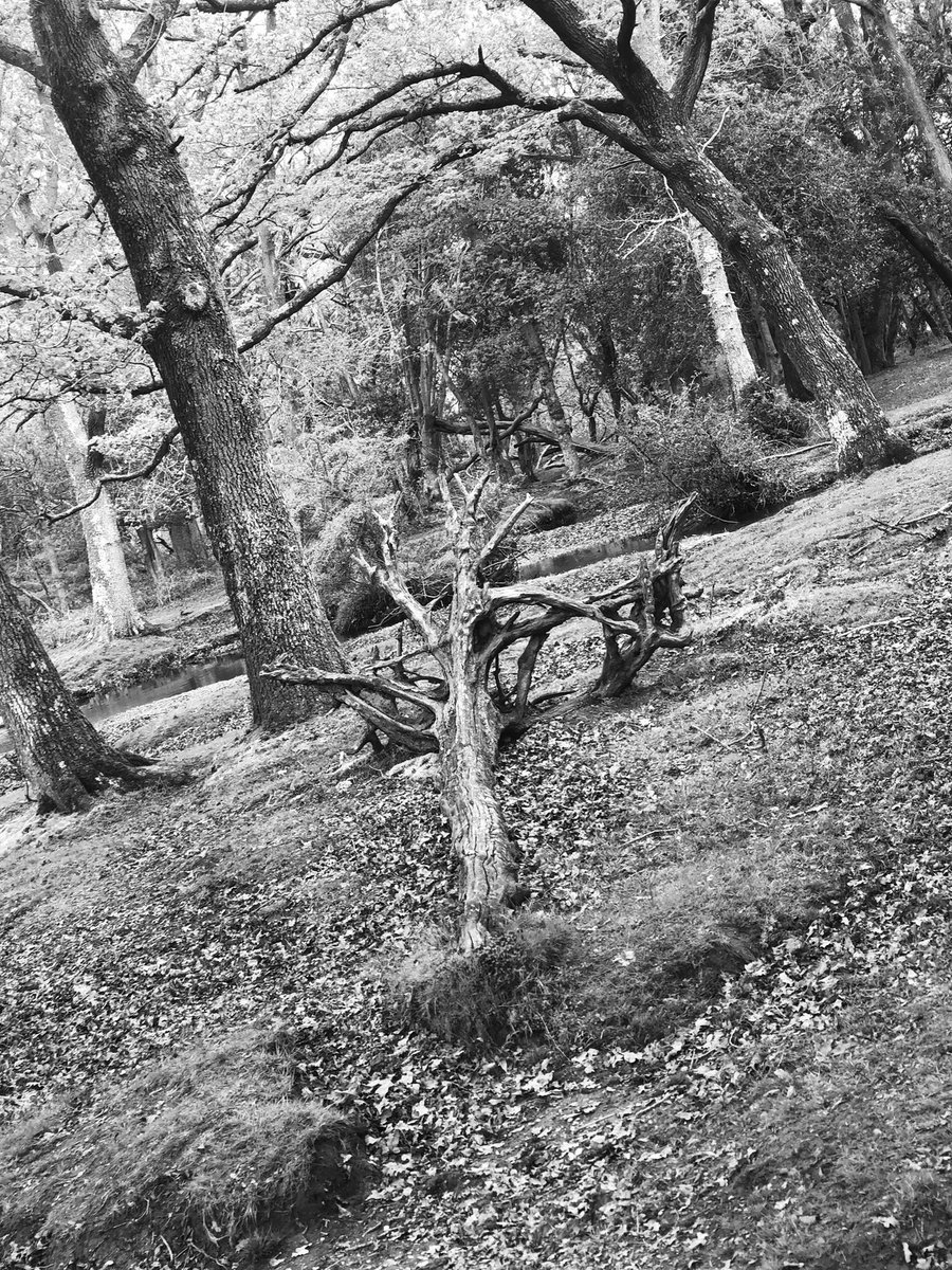 dannidreaming's tweet photo. Day in the New Forest with my family yesterday. Much needed. #familyfun #photooftheday #newforest https://t.co/eOAIQfLMxo