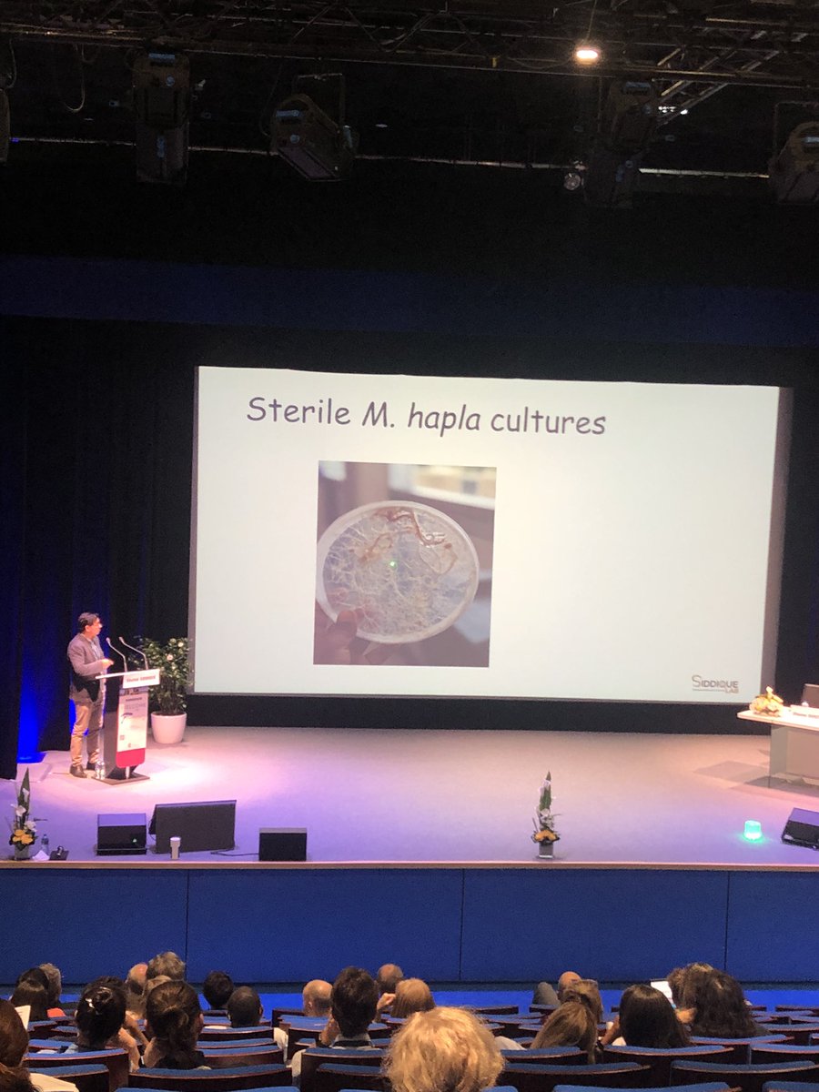Meloidogyne hapla #genome #sterile M.hapla culture, presented by <a href="/NemaPlant/">Shahid Siddique</a> @Pallav15hakya interesting talk #ICN2022 #Antibes, France.