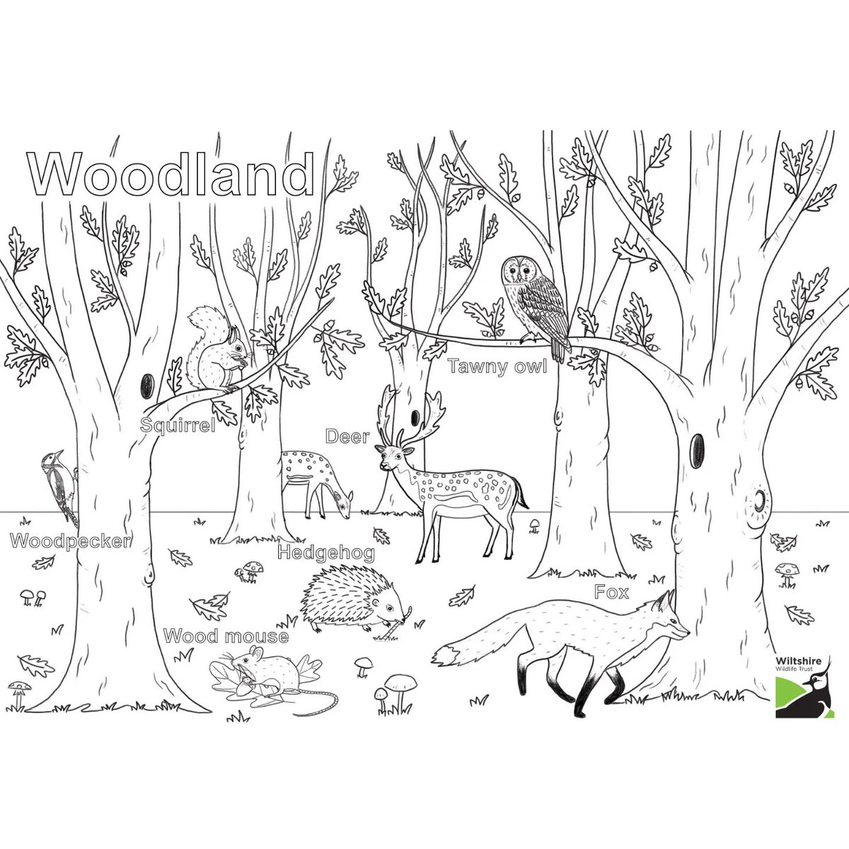 FM_Illustration's tweet photo. Had the pleasure of illustrating four new colouring sheets for @WiltsWildlife. These sheets showcase the diverse wildlife in a Woodland, River, Wetland and Meadow habitat. Available from their website! 

#wiltshirewildlife #wiltshireillustrator #wildlifeillustration #illustrator https://t.co/zUiQYYrf4y