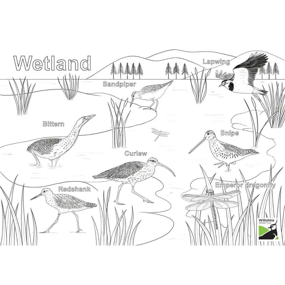FM_Illustration's tweet photo. Had the pleasure of illustrating four new colouring sheets for @WiltsWildlife. These sheets showcase the diverse wildlife in a Woodland, River, Wetland and Meadow habitat. Available from their website! 

#wiltshirewildlife #wiltshireillustrator #wildlifeillustration #illustrator https://t.co/zUiQYYrf4y
