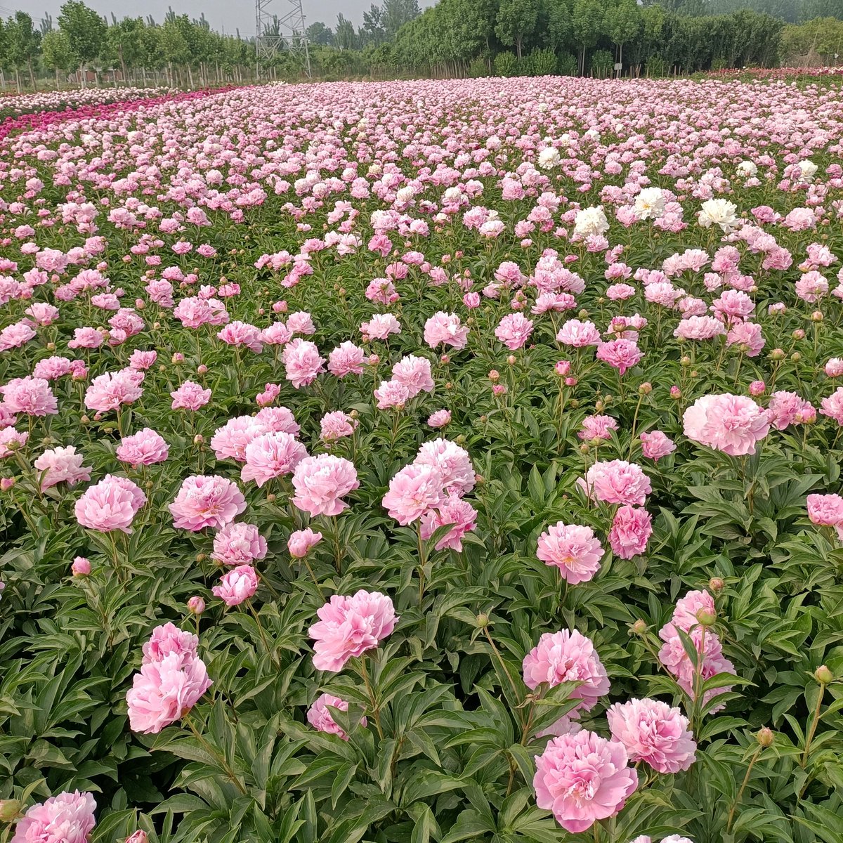 Peony Group tweet media