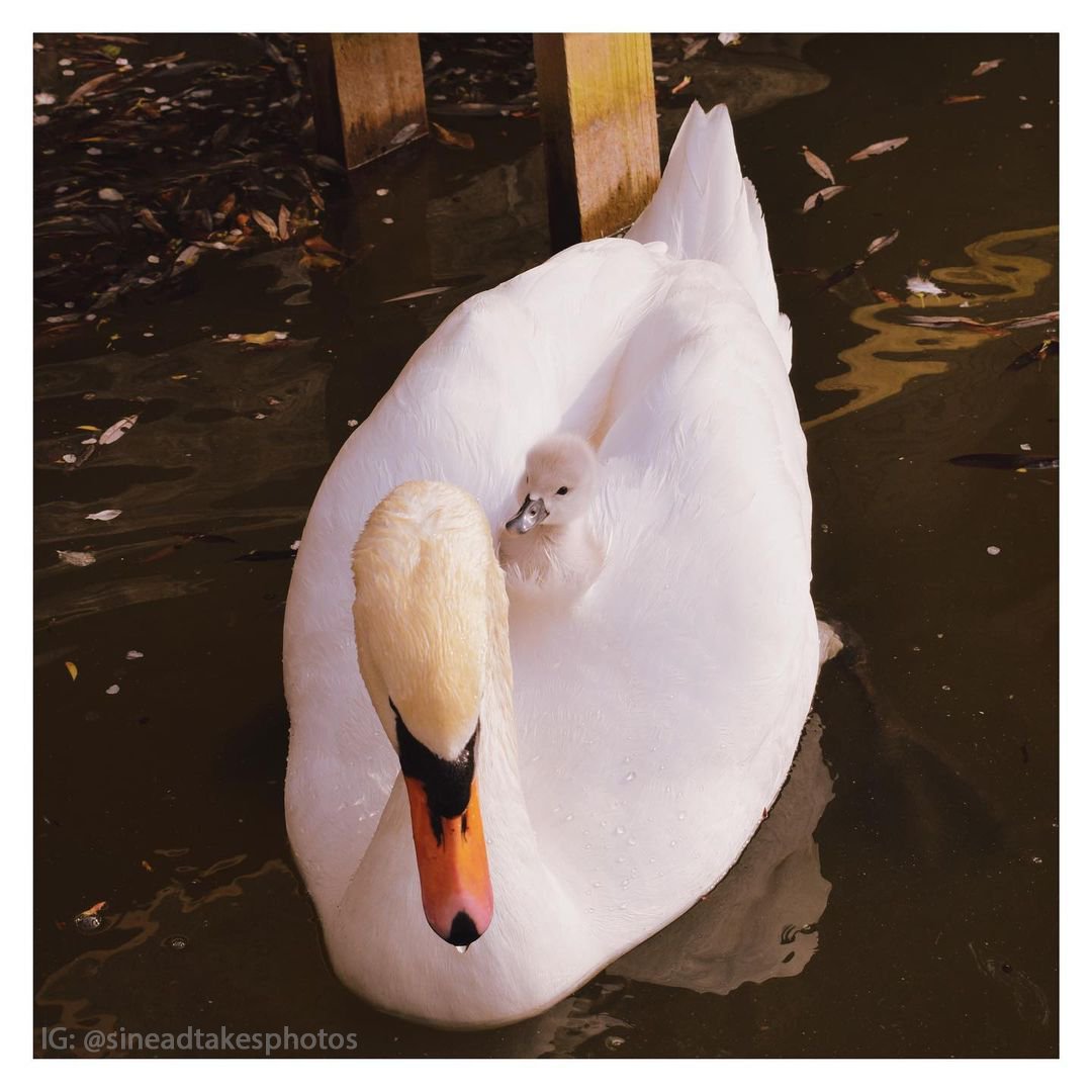 University College Dublin (@ucddublin) on Twitter photo 🦢💨 Swans, nature’s boats 🦢💨 Swans, nature’s boats