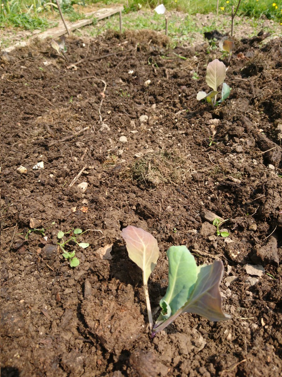Das Wetter bis zu den Eisheiligen nachgeschaut und entschieden: Der Kohl wohnt jetzt auch draußen 🙂