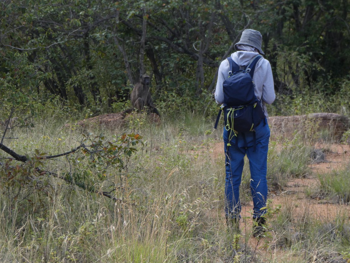 Baboon field assistant position in South Africa with stipend available. Great opportunity to gain field experience in a beautiful part of Limpopo with Richard McFarland, see attached. Apply by May 16th <a href="/evo_NTU/">Evolution and Social Interaction Group</a> <a href="/PsychologyNTU/">NTU Psychology</a>