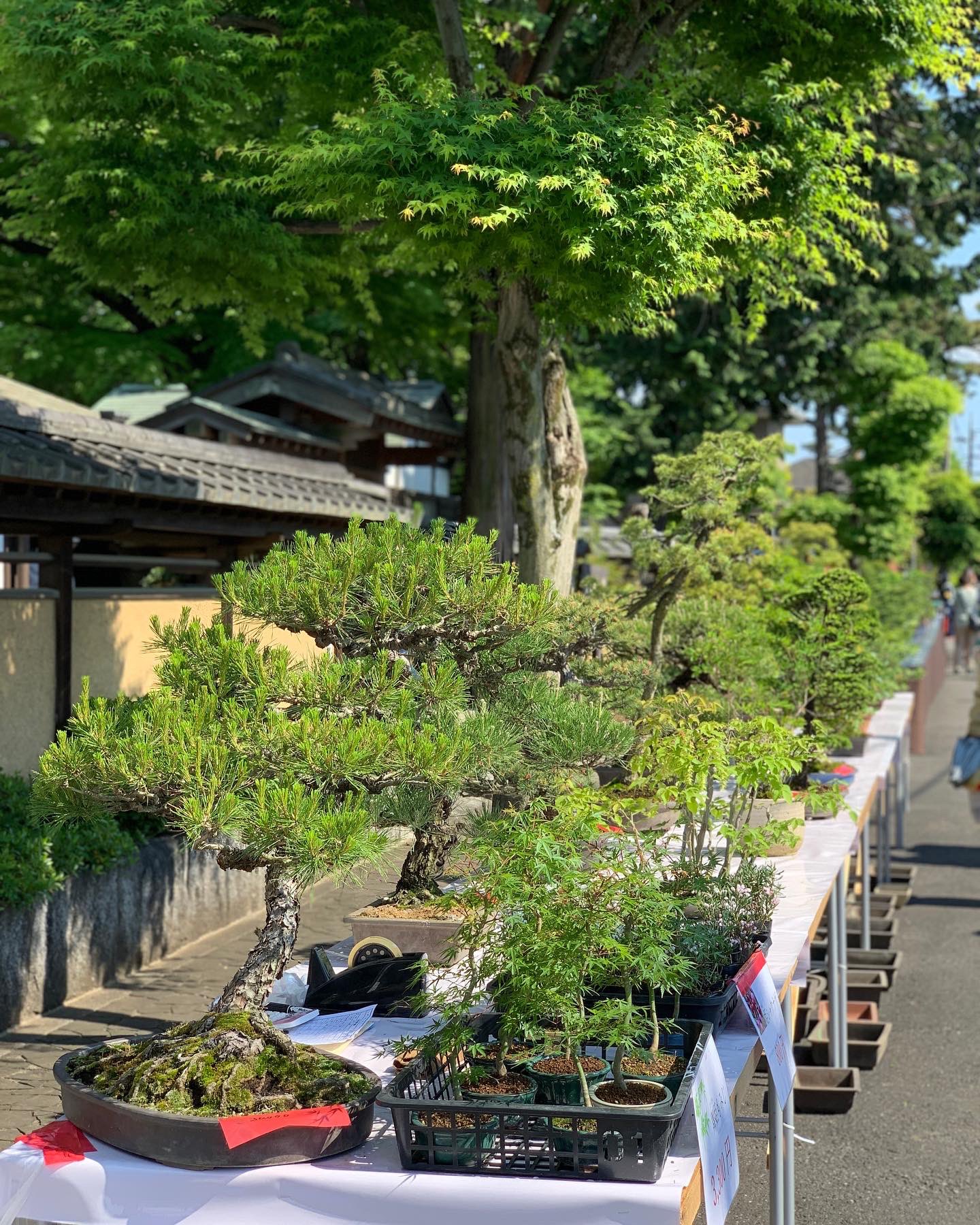 盆栽清香園 彩花盆栽教室 大宮盆栽まつり1日目が無事終了しました 明日明後日も朝9時からお待ちしております 江戸嘉永年間創業の仕事が光る 盆栽清香園 T Co A1zhrl2tap 盆栽を一緒に楽しく作り育てる彩花盆栽教室 オンラインでの盆栽教室もござい