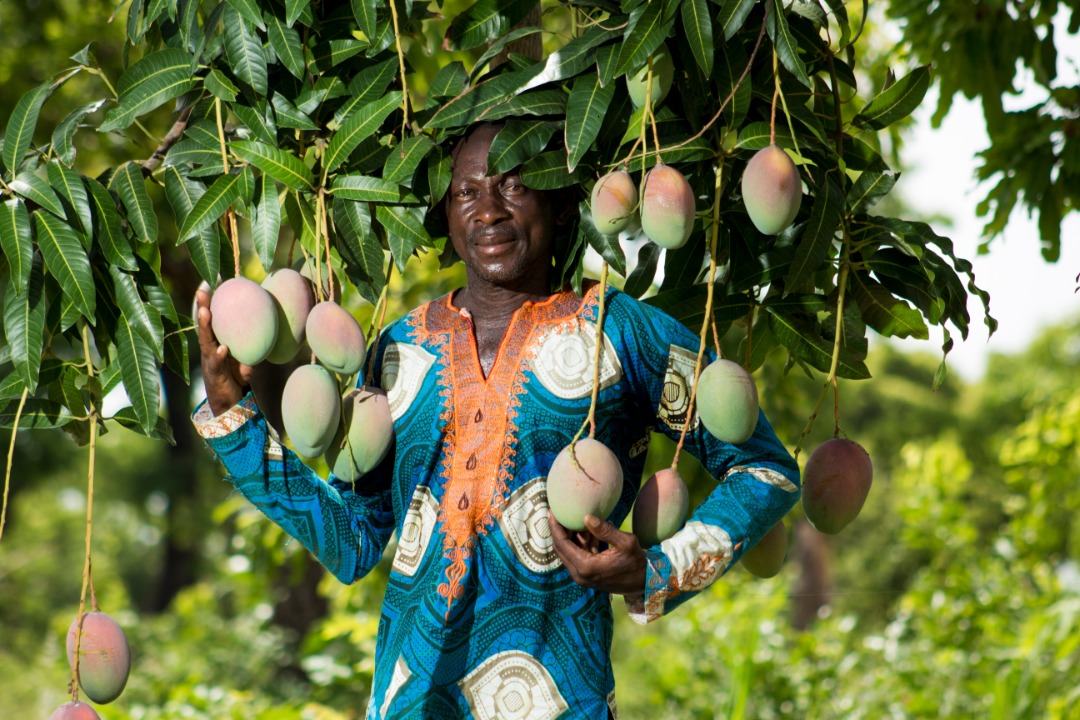 EuropeInGhana's tweet photo. The EU🇪🇺 is actively supporting the 🌾 agriculture sector in Ghana🇬🇭, through the MOAP project with @GIZ_Ghana. The project enhances quality and sustainability ♻️ of agriculture production, increases income 💵 for farmers and creates local jobs 💼!
#EuropeWeek2022 #MOAP #EUGAP https://t.co/IRTXM0aQB1