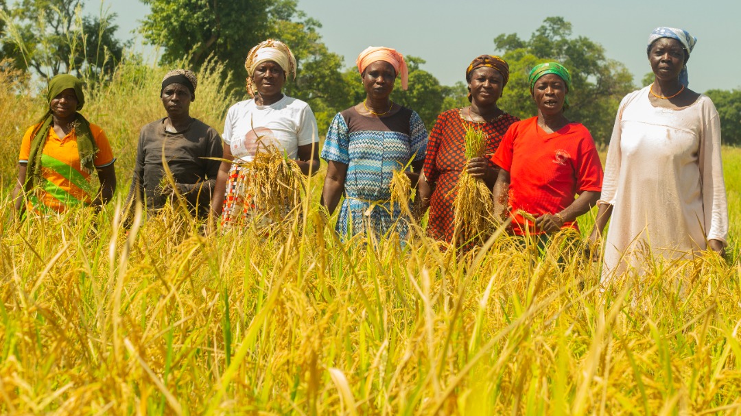 EuropeInGhana's tweet photo. The EU🇪🇺 is actively supporting the 🌾 agriculture sector in Ghana🇬🇭, through the MOAP project with @GIZ_Ghana. The project enhances quality and sustainability ♻️ of agriculture production, increases income 💵 for farmers and creates local jobs 💼!
#EuropeWeek2022 #MOAP #EUGAP https://t.co/IRTXM0aQB1