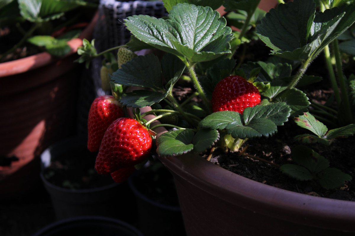 olo_catharsis's tweet photo. Glossy strawberries!
.
.
.
.
.
.
#olo #catharsis #buzzing #pics #nature #life #onelovelyoutlook #outdoors #strawberries #straightfromcamera #theoriginofgreen https://t.co/hCYfIauhZS