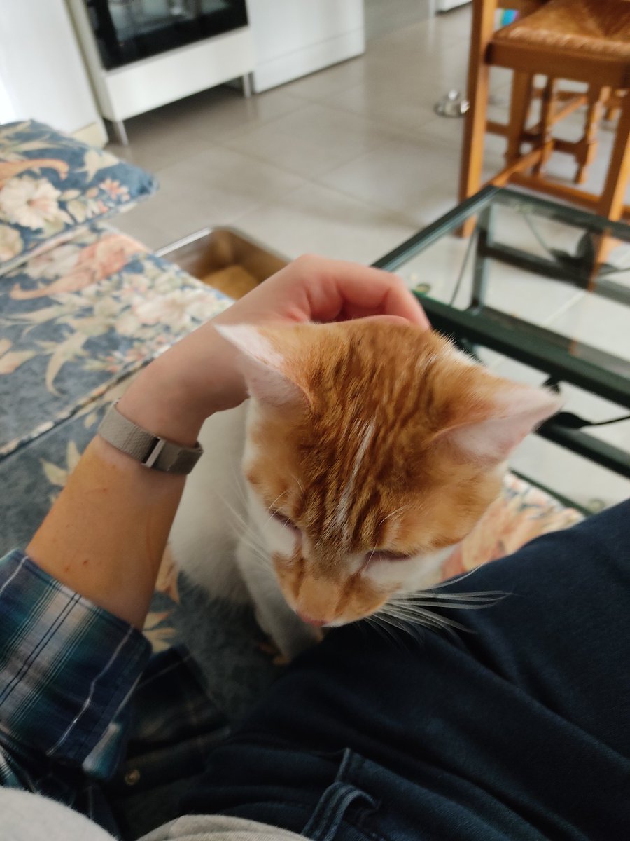 triodechats's tweet image. On est tous rentrés ! On va bien et moi (Hazel) je fais officiellement partie de la famille ça y est !
On a eu des friandises en rentrant, Mapa se rattrape de la blouse