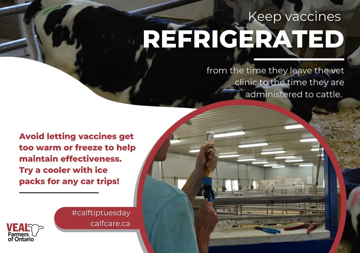 The <a href="/OntAnHealthNet/">Ontario Animal Health Network</a> bovine network shares great tips to ensure vaccine efficacy is the best we can expect from the product in the May edition of “Calf Care Corner” here: bit.ly/CCC2022may

Sign-up for the monthly e-newsletter here: bit.ly/2k7cwlx

#calftiptuesday