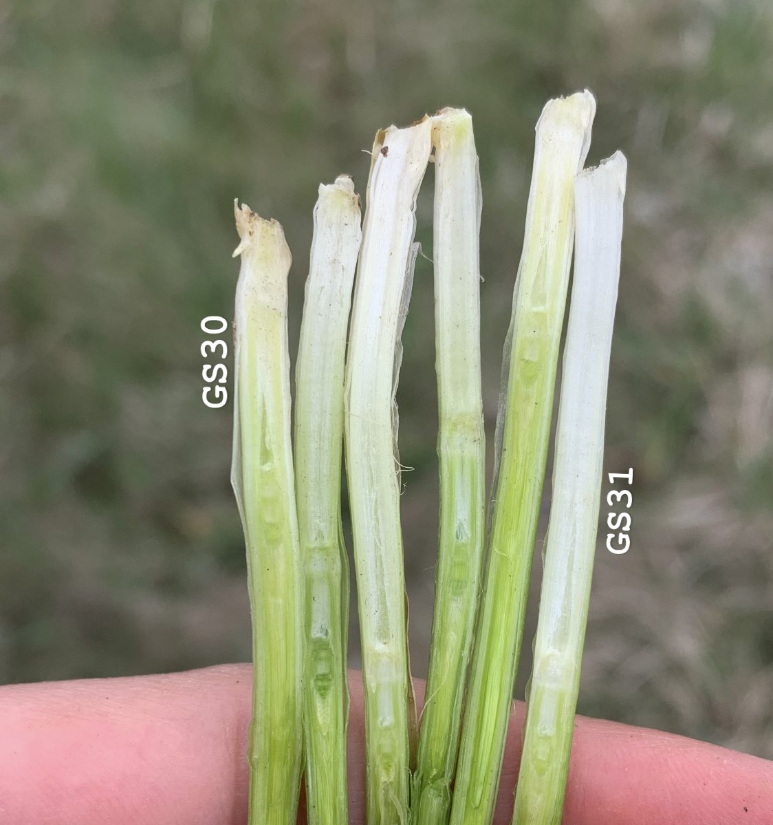 HuttonJoce's tweet image. Mid September planted, one shot N on closer to Alvinston - Moddus time #fieldperformance @syngentacanada