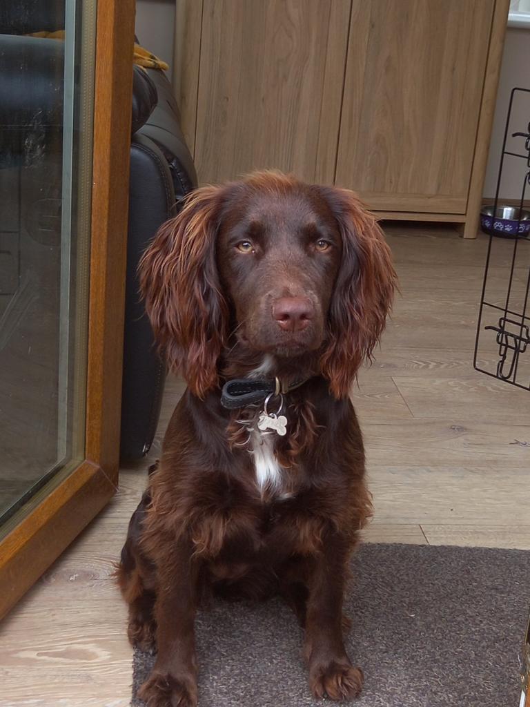 A Sprocker's Life For Me tweet media
