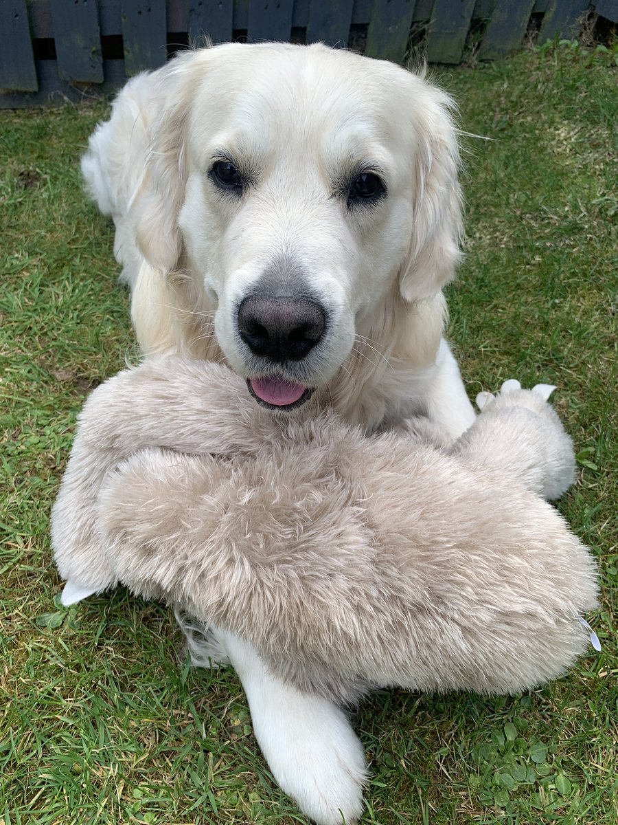 weegoldencooper's tweet photo. A lady in a walking group in the park walked past me today and said to her friends ‘if a dog has no purpose then you don’t need it!’. I mean how ruuuudeee is she! Mum tells me everyday she needs me and lubs me and kisses me. Miserable lady 🙄 #dog #dogs #dogtwitter https://t.co/iemhjlMjge
