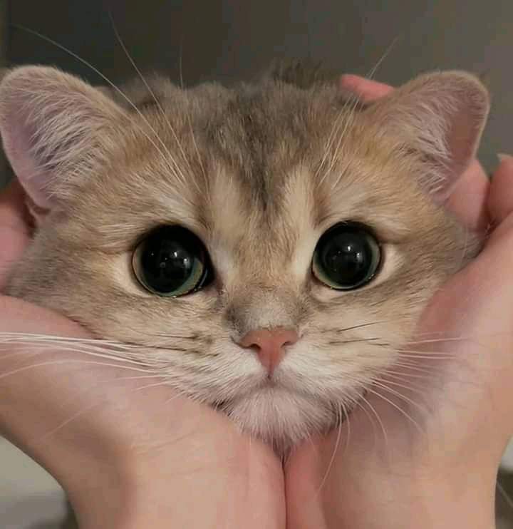 Daily Cat Dose (@shouldhaveacatt) on Twitter photo 