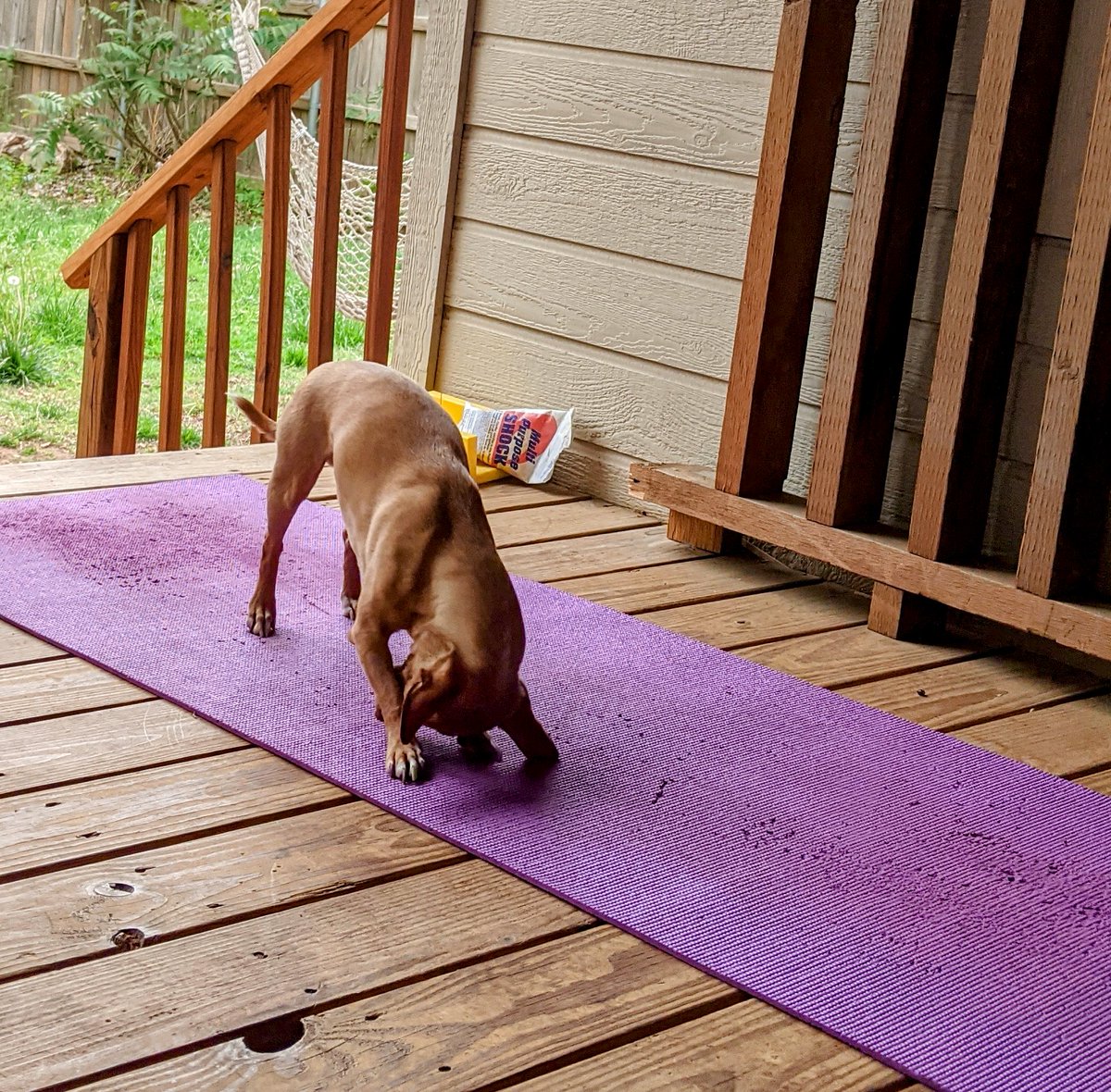 Octopus Cuddles tweet media