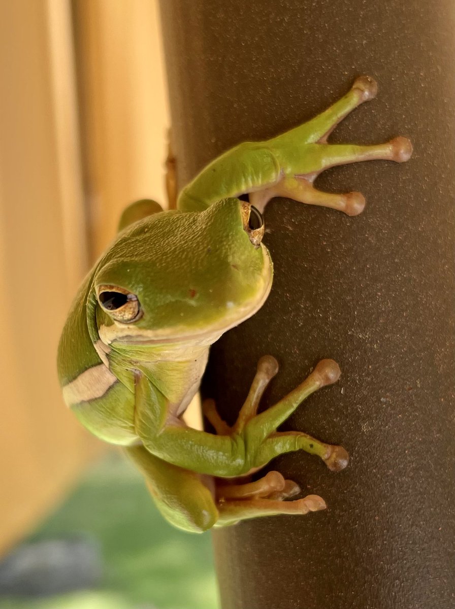 Happy amphibian week!