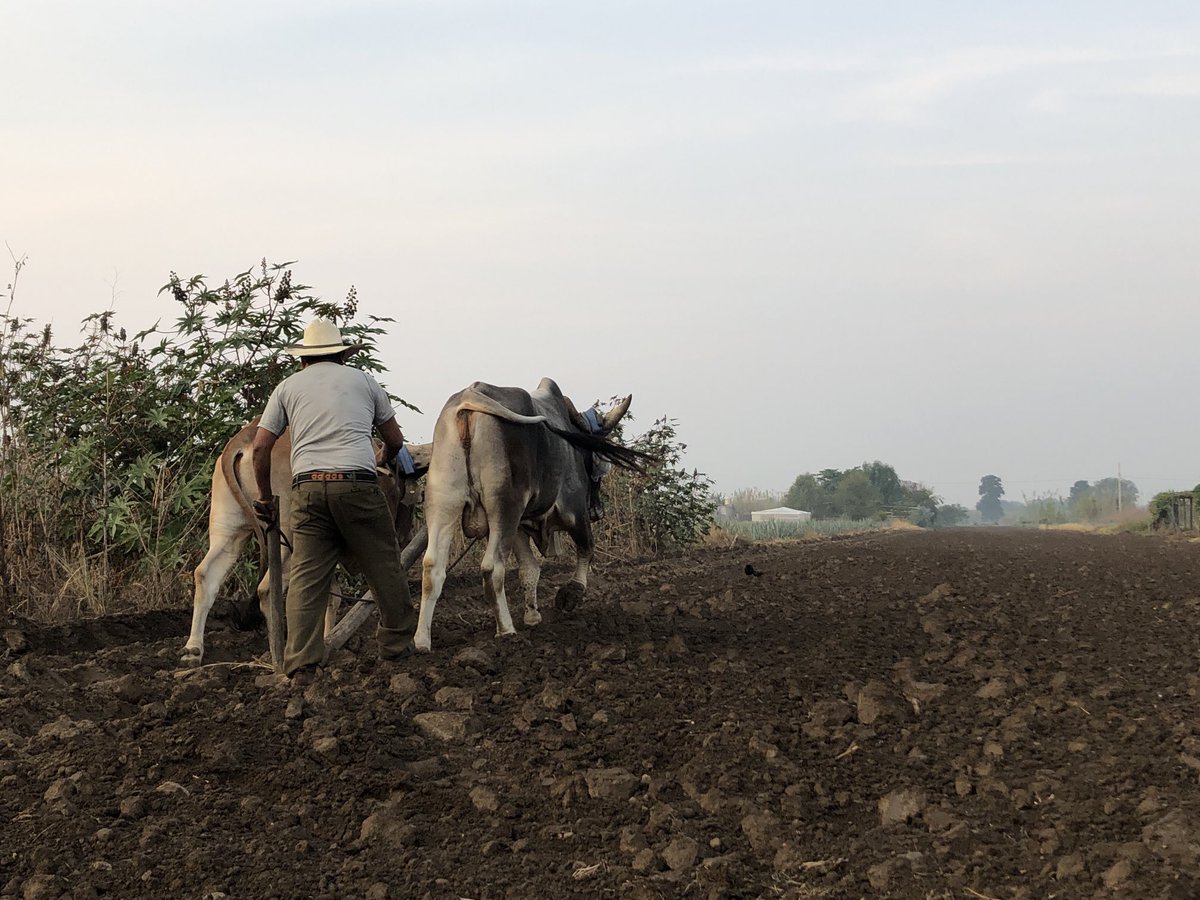 La ben de bën gul, ka zulon sutxu yu te kue xhub / Como lo hicieron nuestros antepasados, empezamos a preparar la tierra para sembrar maíz / As our elders did, we start preparing the soil to plant corn… 
#UsaTuVoz #ZapotecoColonial
