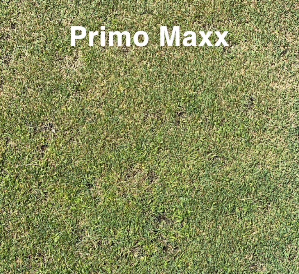 PeppersTurf's tweet photo. Can Cutless or Trimmit be used to suppress summer annual grasses in your bentgrass putting greens? Early results indicate that Cutless and Trimmit are preventing the germination of smooth crabgrass. We’ll see if this can hold throughout the season https://t.co/QfeR58Ve5i