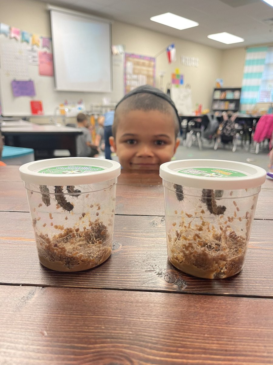Observing our caterpillars form their chrysalis! 🐛 <a href="/CLESLilTexans/">Clara Love ES</a>