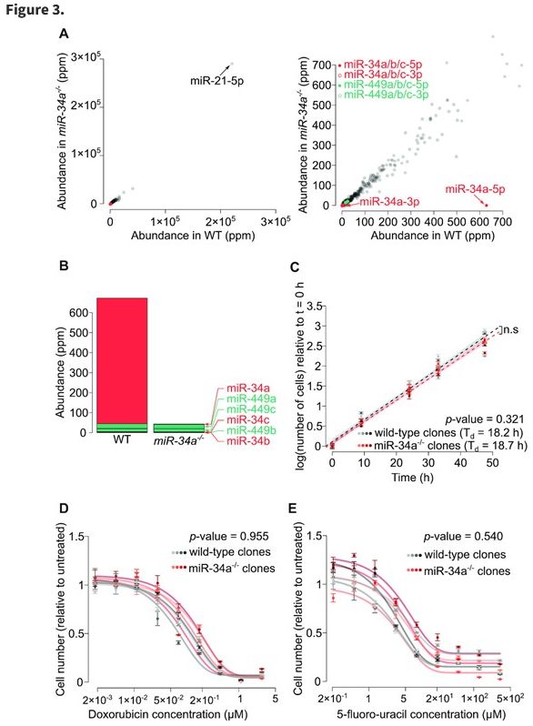 IGH_MTP's tweet photo. @IGH_MTP @CNRS_OccitaniE @umontpellier  Mockly et al. show that the miR-34a microRNA is not a tumor suppressor (as assumed for the last 14 years) and therefore resolve several long-standing inconsistencies.
https://t.co/0pvVcSE2sJ https://t.co/wUobxC9nsG
