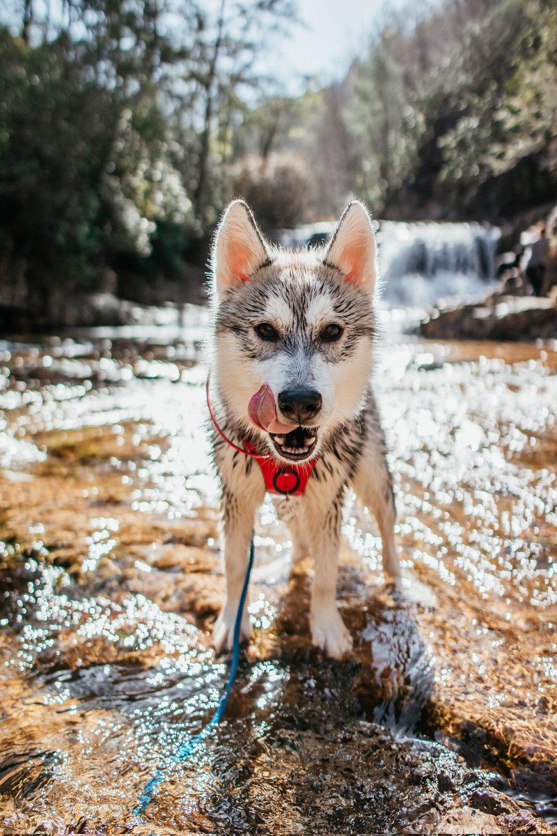 I want to be here with him, not at work....
#dogsoftwitter #twitterdog