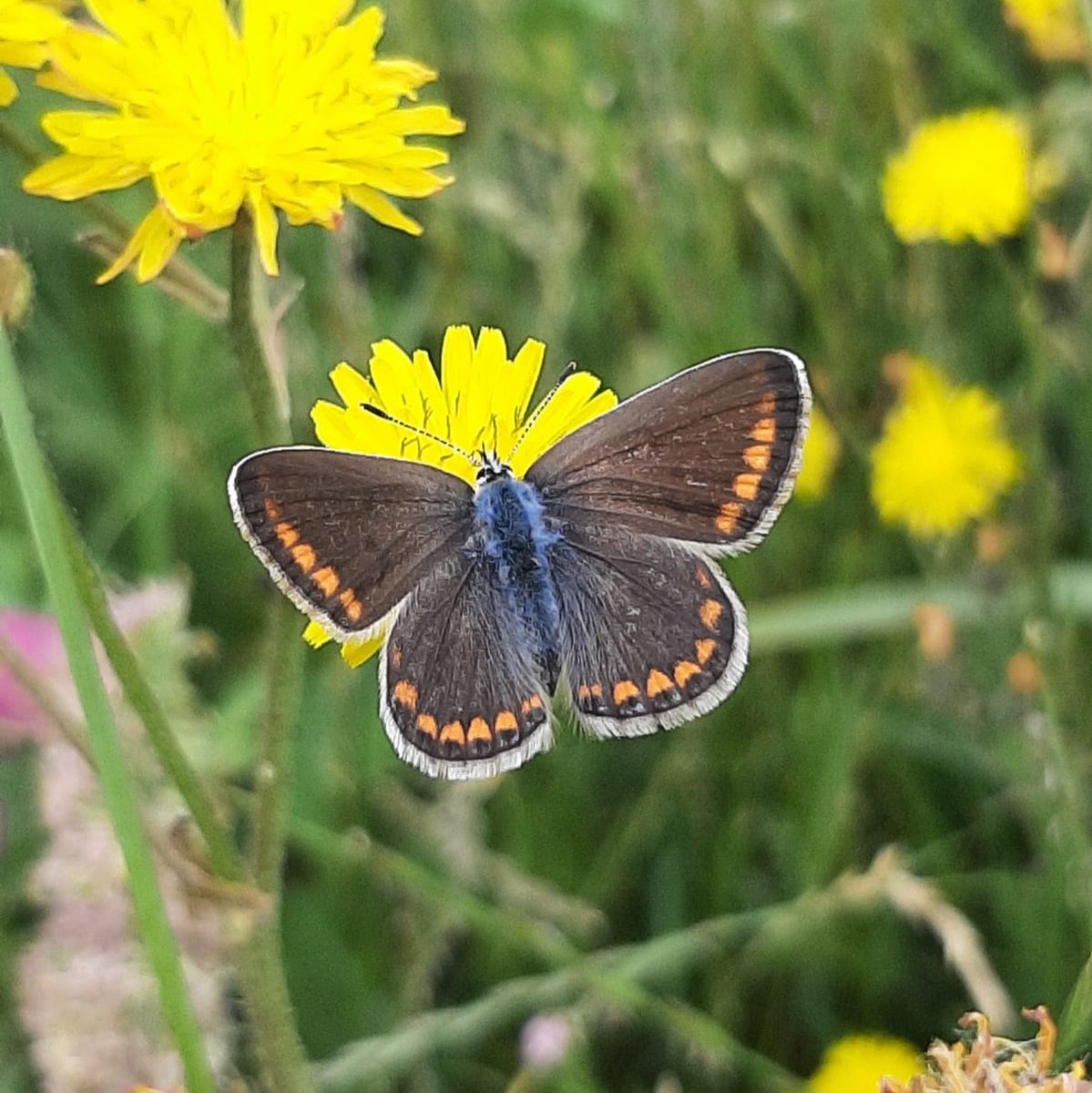 ortobotanicoBG's tweet photo. Il 30 aprile i ragazzi dell' Isis Einaudi di Dalmine hanno fatto un incontro con l'entomologo Stefano Aguzzi sul fiume Brembo per analizzare la biodiversità del luogo.🦋🪲#beepathnet
#ortobotanicodibergamo
#urbanbeekeeping https://t.co/DzRh2y1Xco