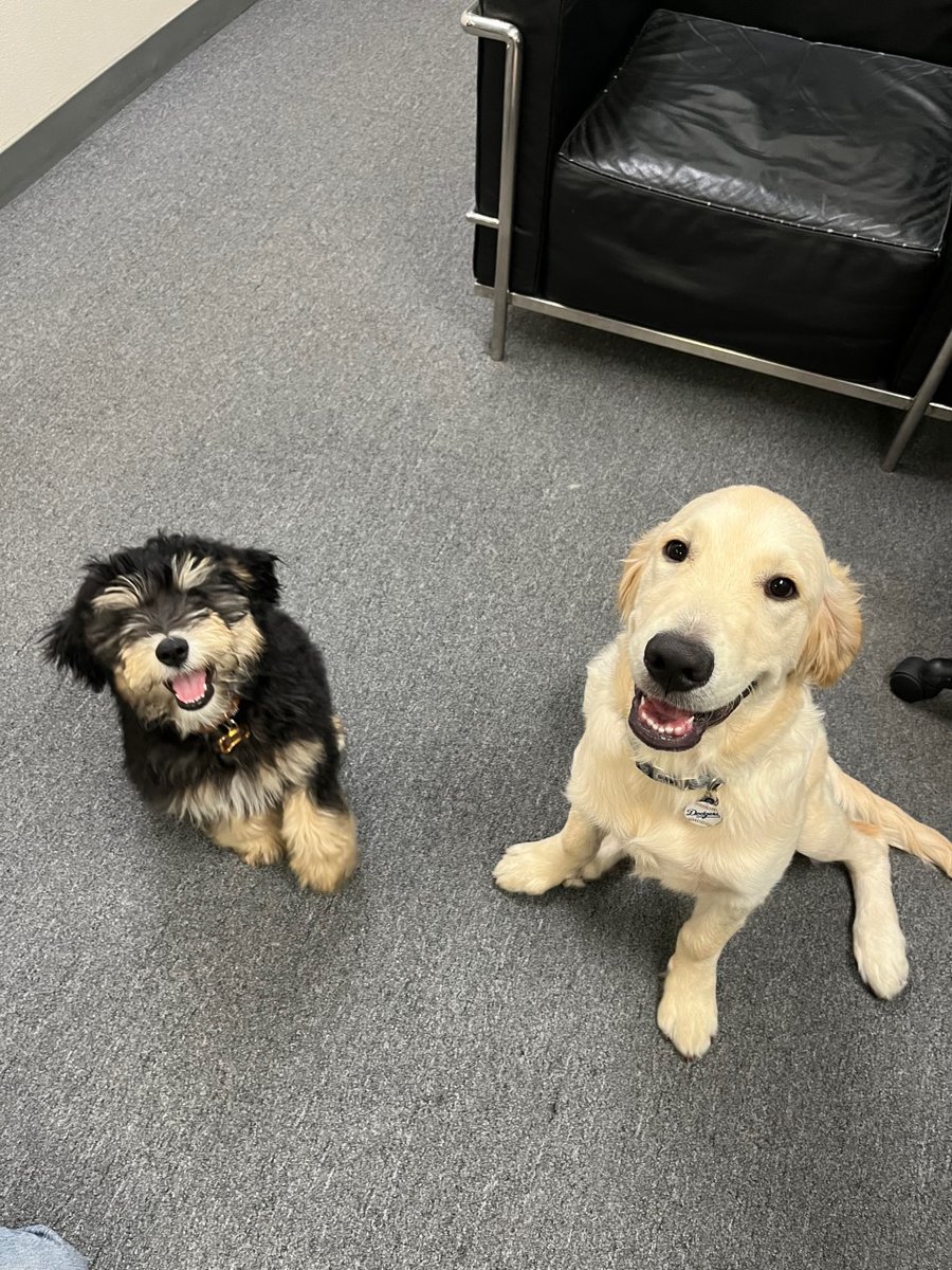 MotiveWorkforce's tweet photo. Meet our newest puppy member, Marshall. He's 3.5 mo & is already starting his onboarding internship. 😉🥰 He & Buddy have already become besties, & when Duke is here, he's right in the mix too!
#MWS #BuddyTheDog #MarshallTheDog #WeLoveOurDogs #WeHaveFunAtWork #WeHaveFunTogether https://t.co/ZtODPvlGMg
